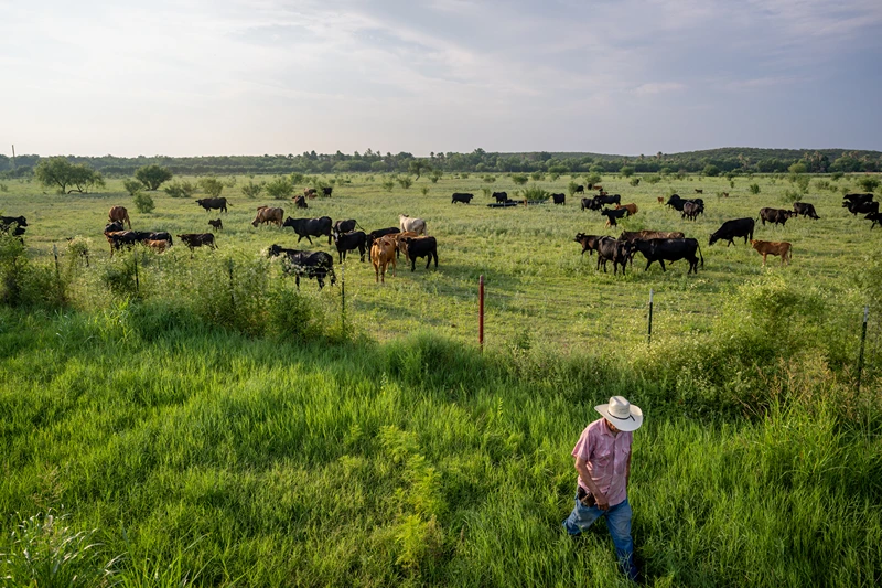 Trump supports the idea of bringing in beef from Argentina, saying American cattle farmers need to lower their prices.