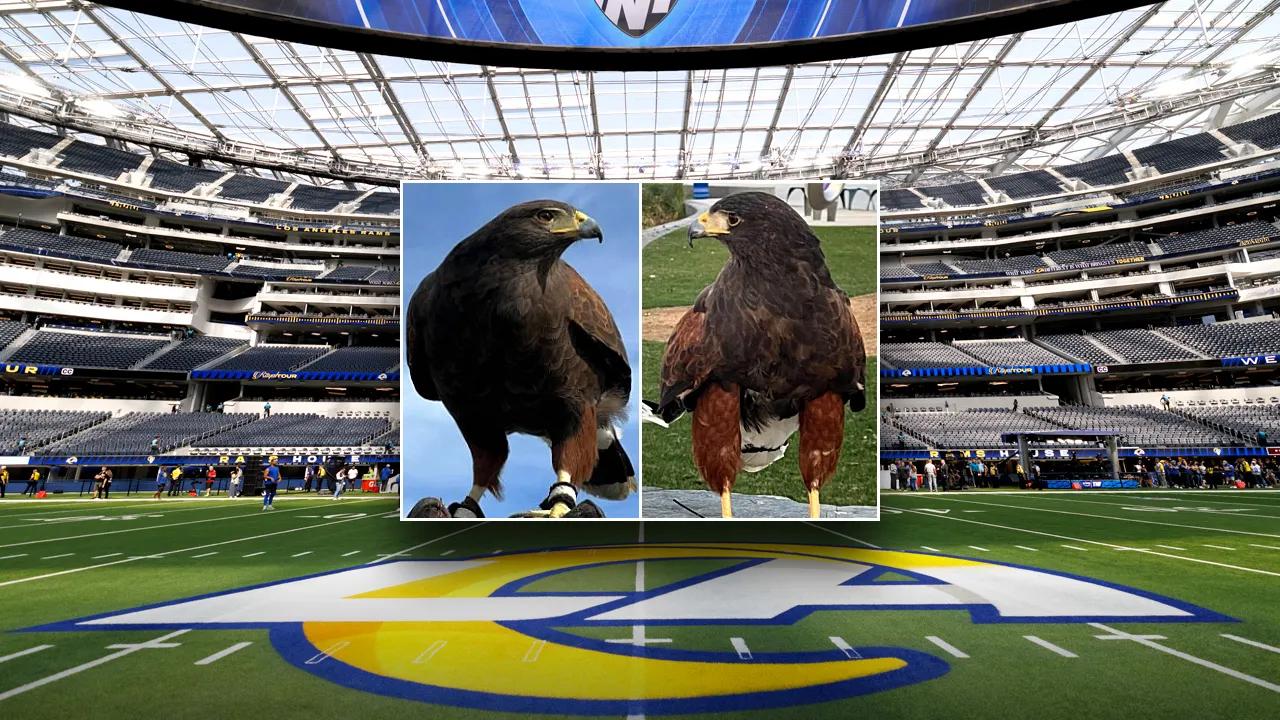 Two hawks taken from SoFi Stadium at Rams game, one returned