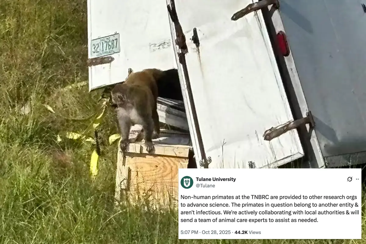 Unwarranted killing of harmless monkeys in Mississippi due to false reports of them being a threat with COVID and STDs