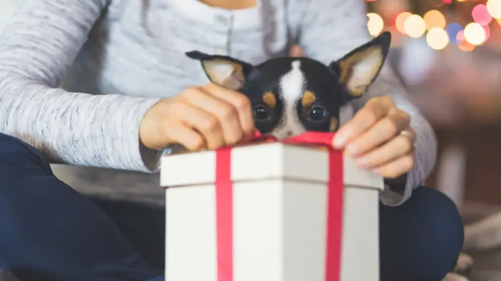 Useful gifts for dog owners tired of the chaos
