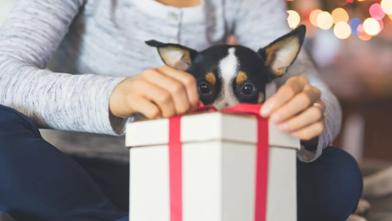 Useful gifts for dog owners tired of the chaos