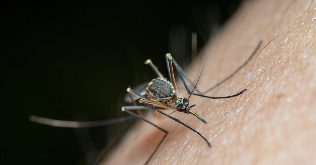 Virus Spread by Mosquitoes That Led to Restrictions in China Discovered in the U.S.
