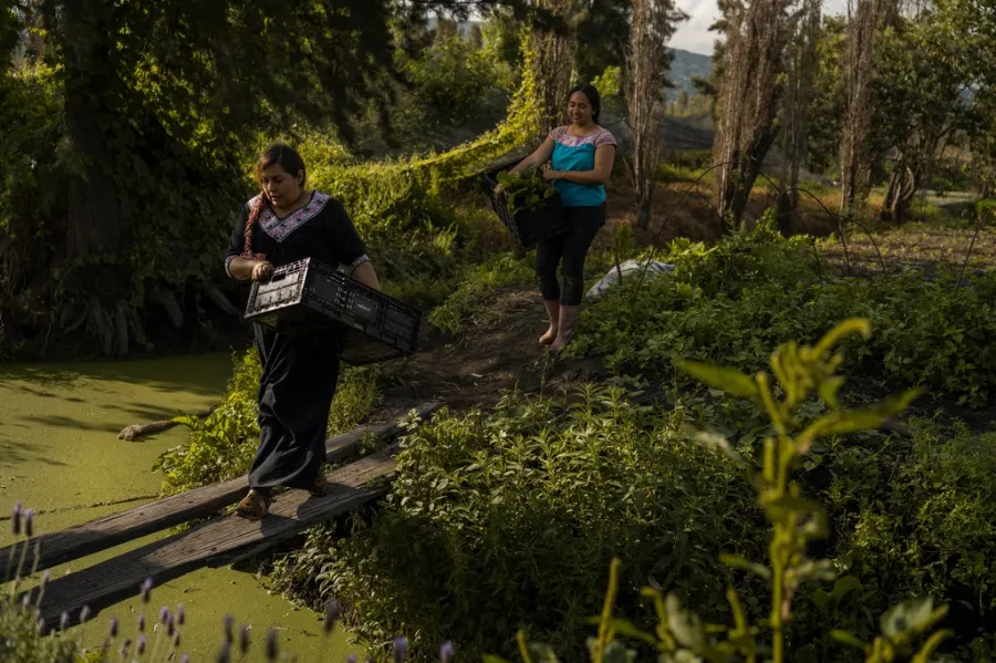 Women in Mexico take action to safeguard ancient Aztec farms and preserve a disappearing ecosystem