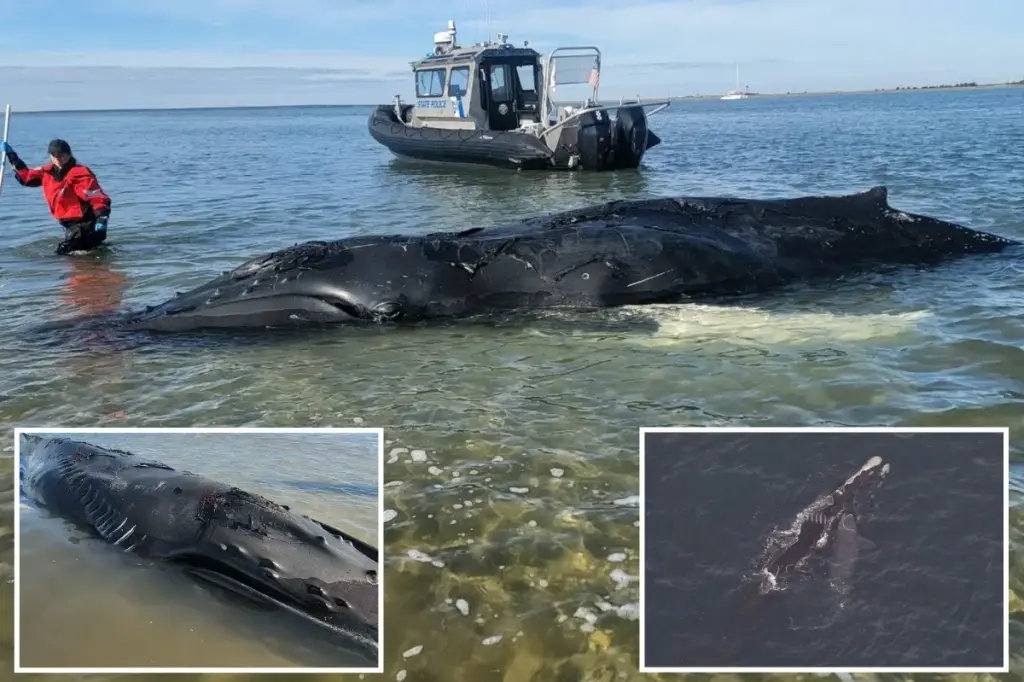 Young humpback whale that touched hearts in NYC waters faces a heartbreaking fate