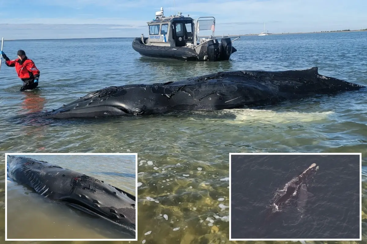 Young humpback whale that touched hearts in NYC waters faces a heartbreaking fate