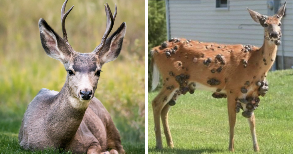 Zombie Deer Disease Reappears in Southern State as Officials Implement Emergency Action Plan