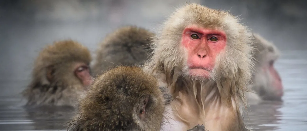 ‘What’s Going On?’: Animal in a Diaper Causes Trouble for Halloween Shoppers