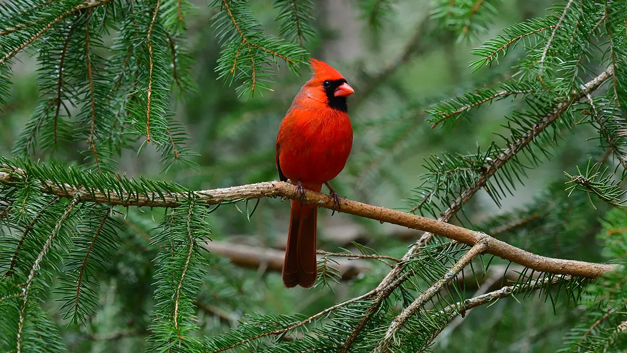 5 popular bird-related gift ideas for the growing backyard hobby trend