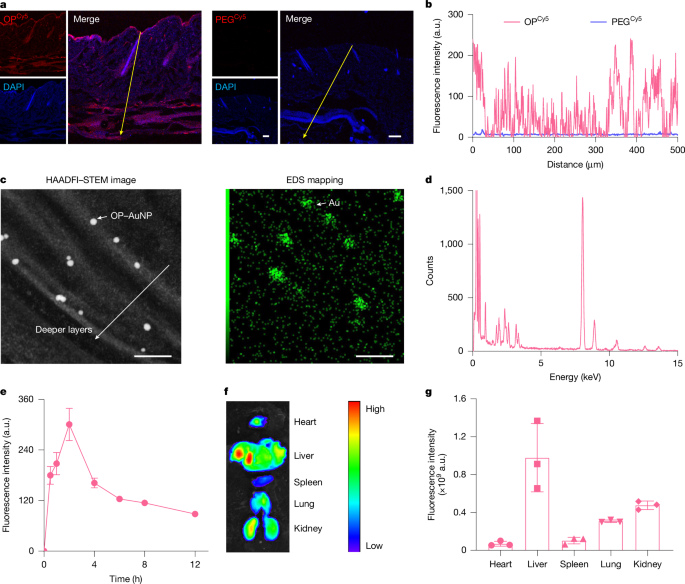A skin-friendly polymer for painless insulin delivery through the skin