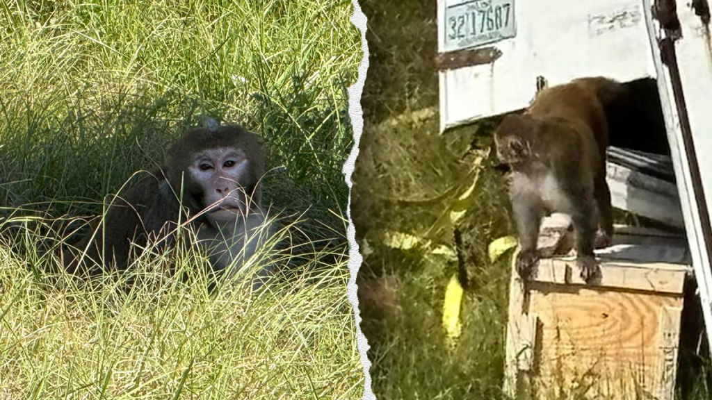Another monkey that escaped is shot and killed in Mississippi following a truck accident.