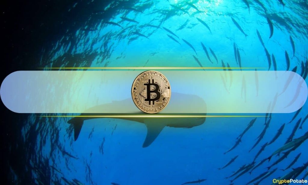 Are Bitcoin Whales Taking Control as Retail Investors Disappear?