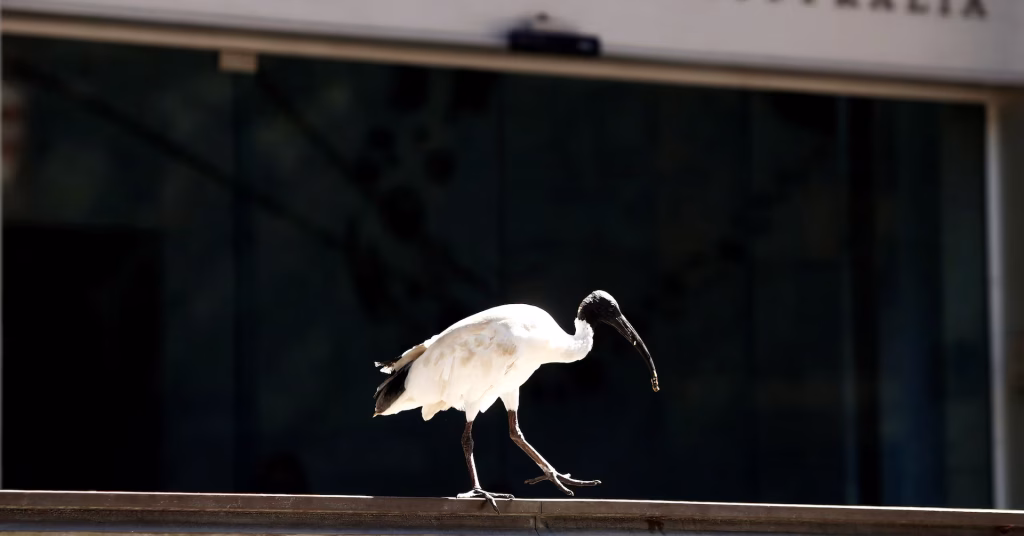 Australia's central bank maintains interest rates, wary of inflation.