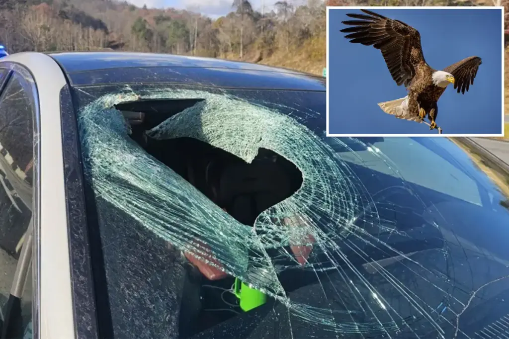 Bald eagle drops cat onto a moving car in North Carolina: 'Guts everywhere'