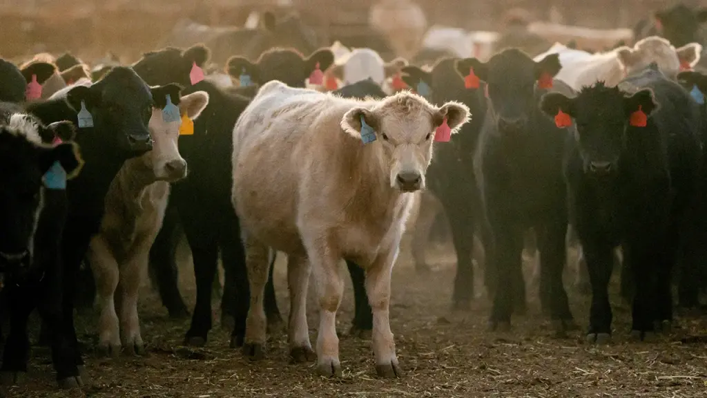 Beef prices could reach $10 a pound by 2026, industry leader advises shoppers.