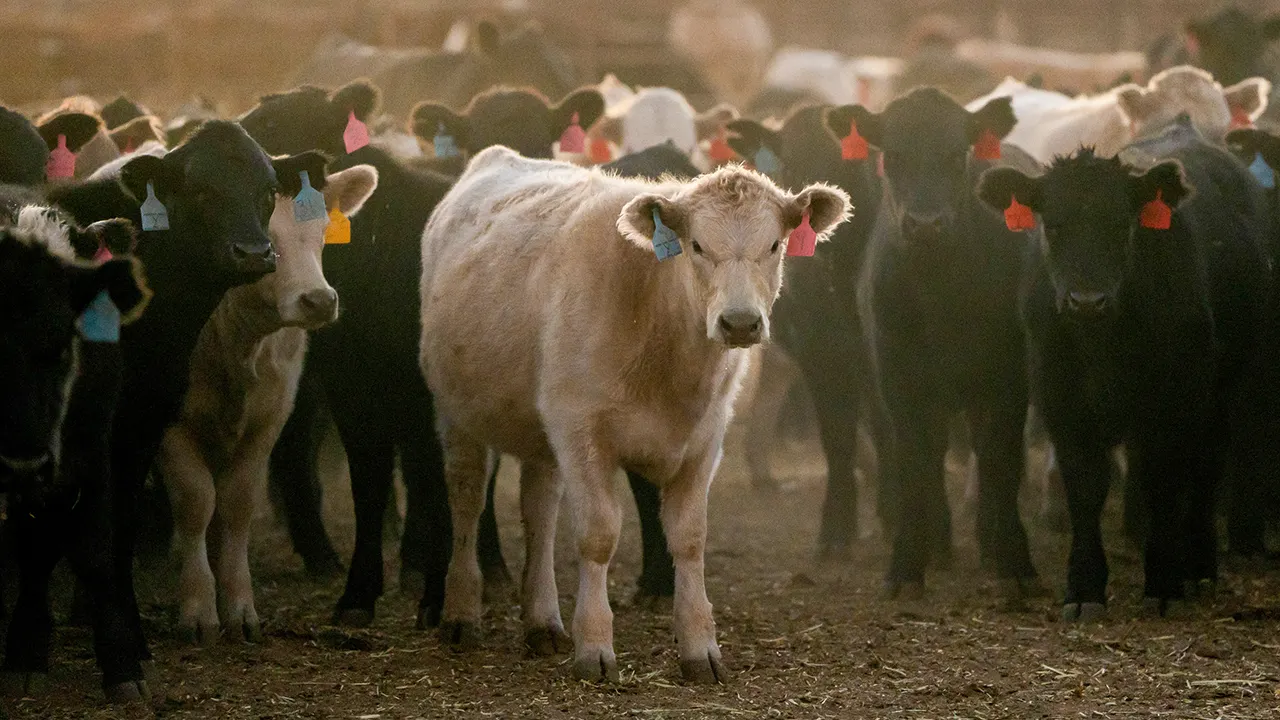 Beef prices could reach $10 a pound by 2026, industry leader advises shoppers.