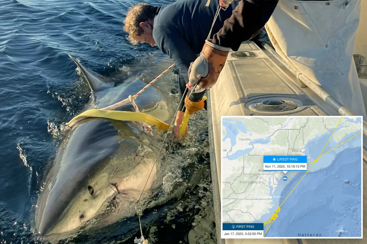 Biggest male great white shark ever tracked located near New Jersey shore