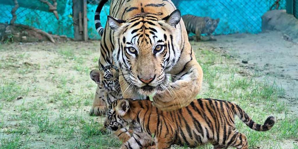 Can leucovorin treat autism? Meet the mothers committed to discovering the answer