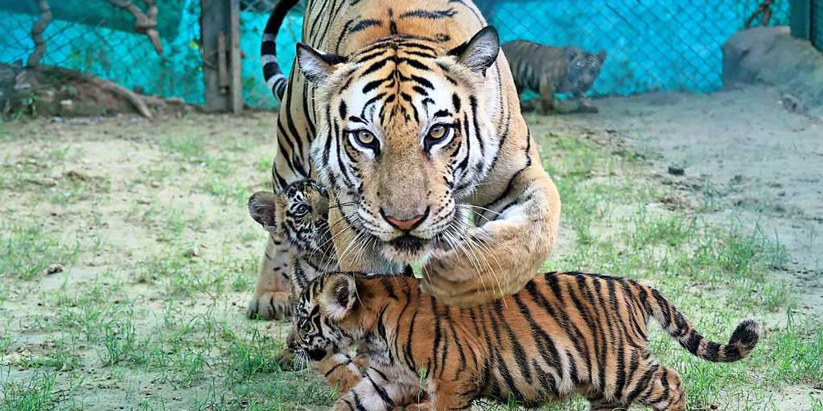 Can leucovorin treat autism? Meet the mothers committed to discovering the answer