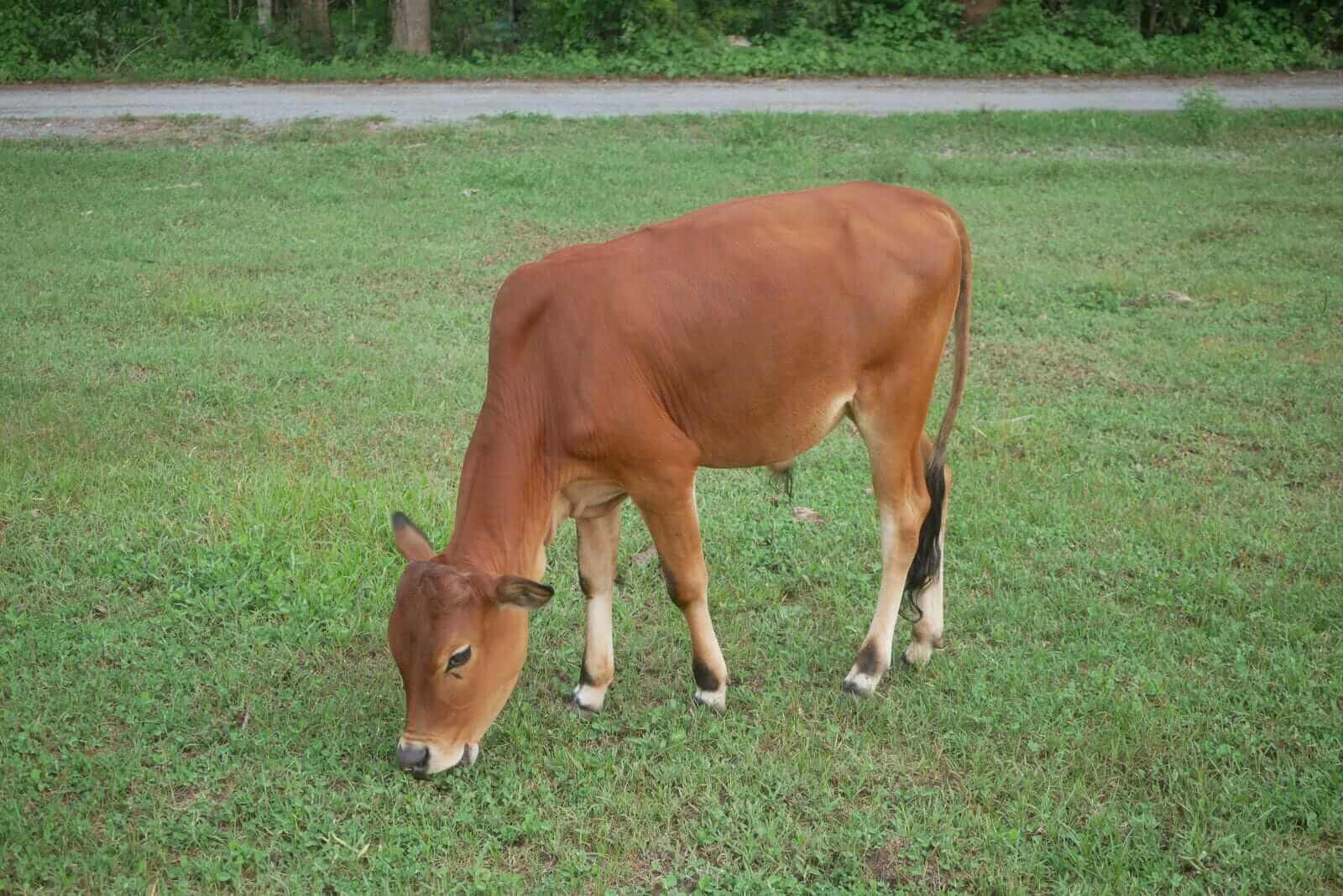 Cattle Finish Monday at Maximum Loss