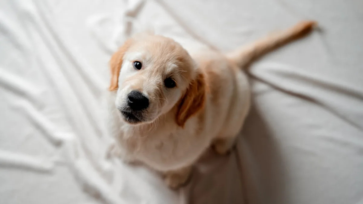 Charming Dwarf Golden Retriever’s Frowning Face Is Winning Hearts Everywhere