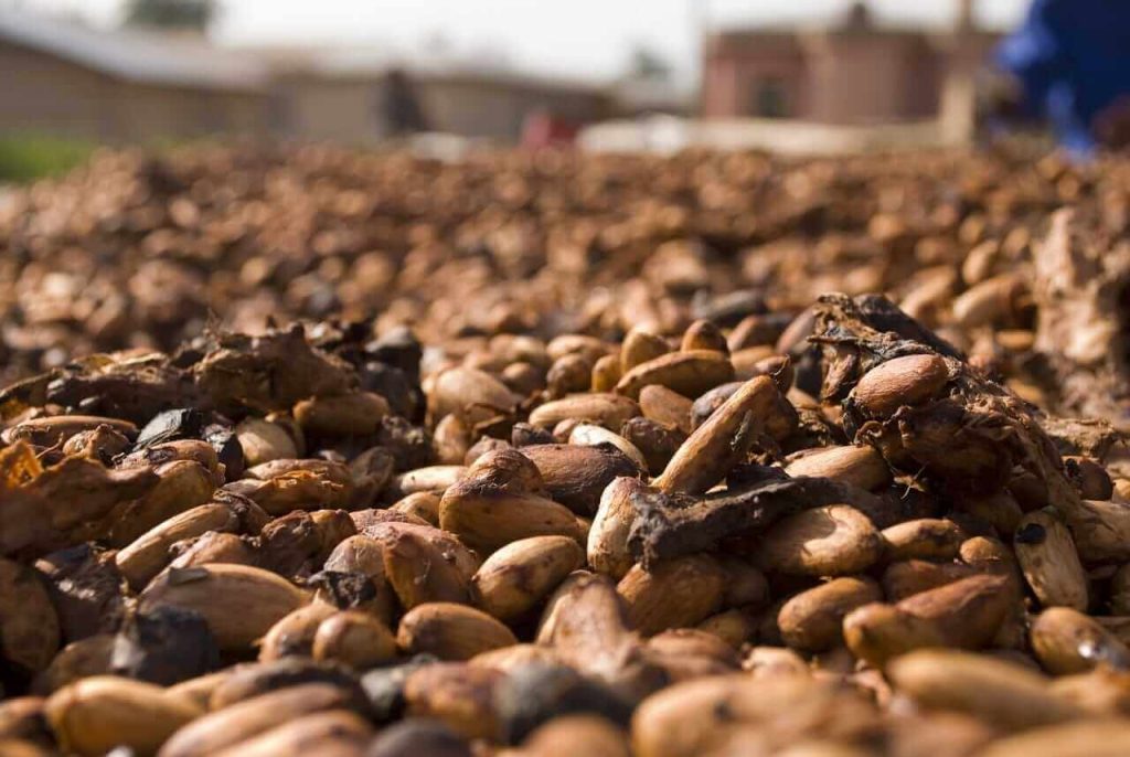 Cocoa Prices Drop Due to Expectations of Abundant Global Supplies