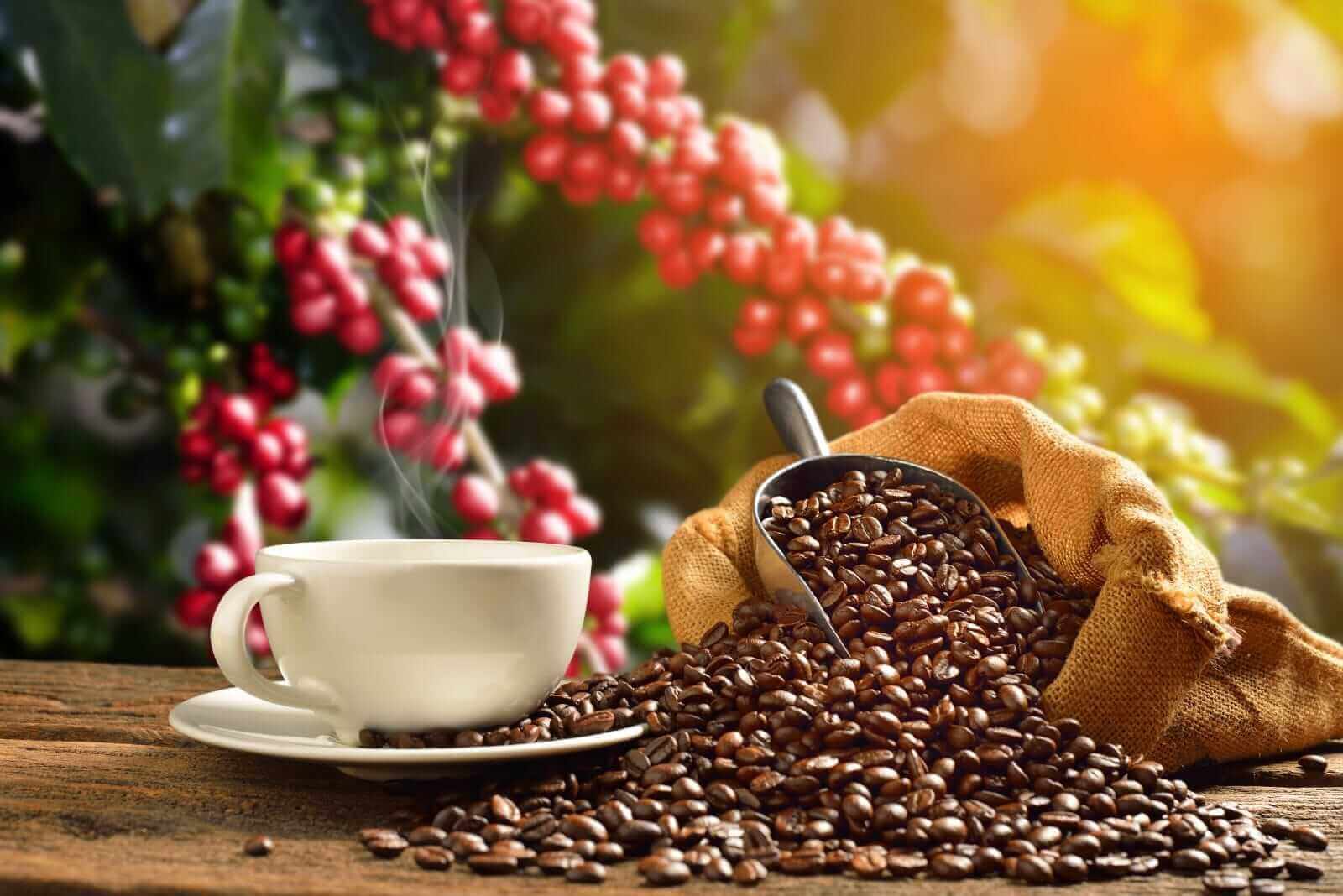 Coffee Prices Rise Significantly Due to Global Crop Worries