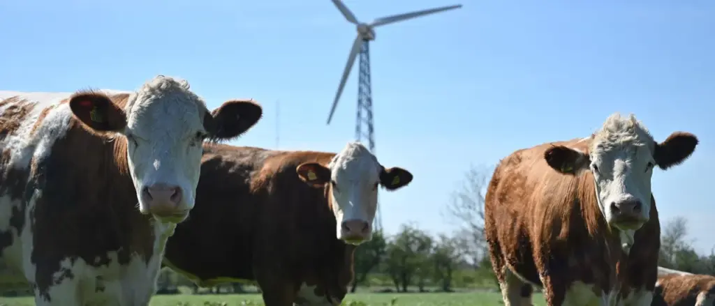 Cows Are Dying Rapidly Due to Environmental Policies Encouraging Drugged Feed