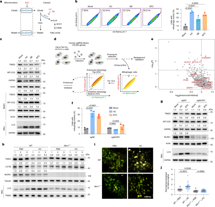 Cytosolic acetyl-coenzyme A acts as a signaling molecule to regulate mitophagy.