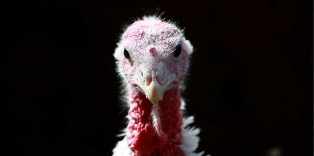 Delight for turkey critics: 6 traditional alternatives for Thanksgiving