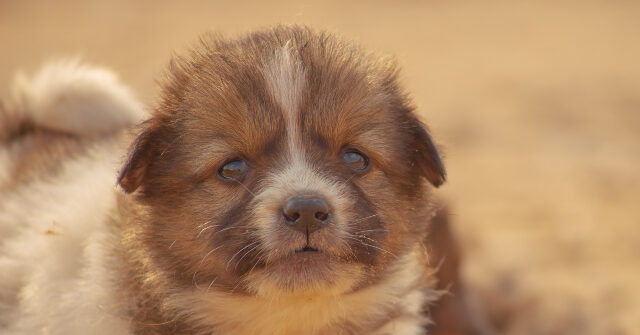 Democrat Resigns After Terrible Conditions Uncovered in Pet Store She Managed