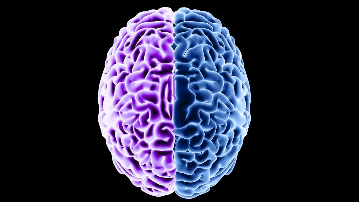 Diet May Help Reverse Brain Protein Changes Caused by Aging - Total News