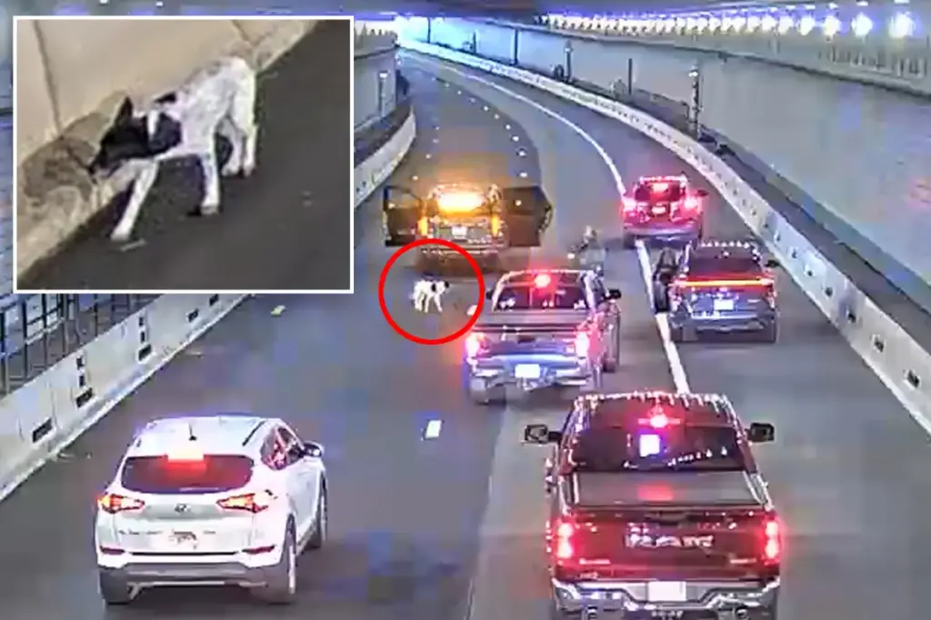 Dog found in busy Boston tunnel during morning rush hour and rescued by police