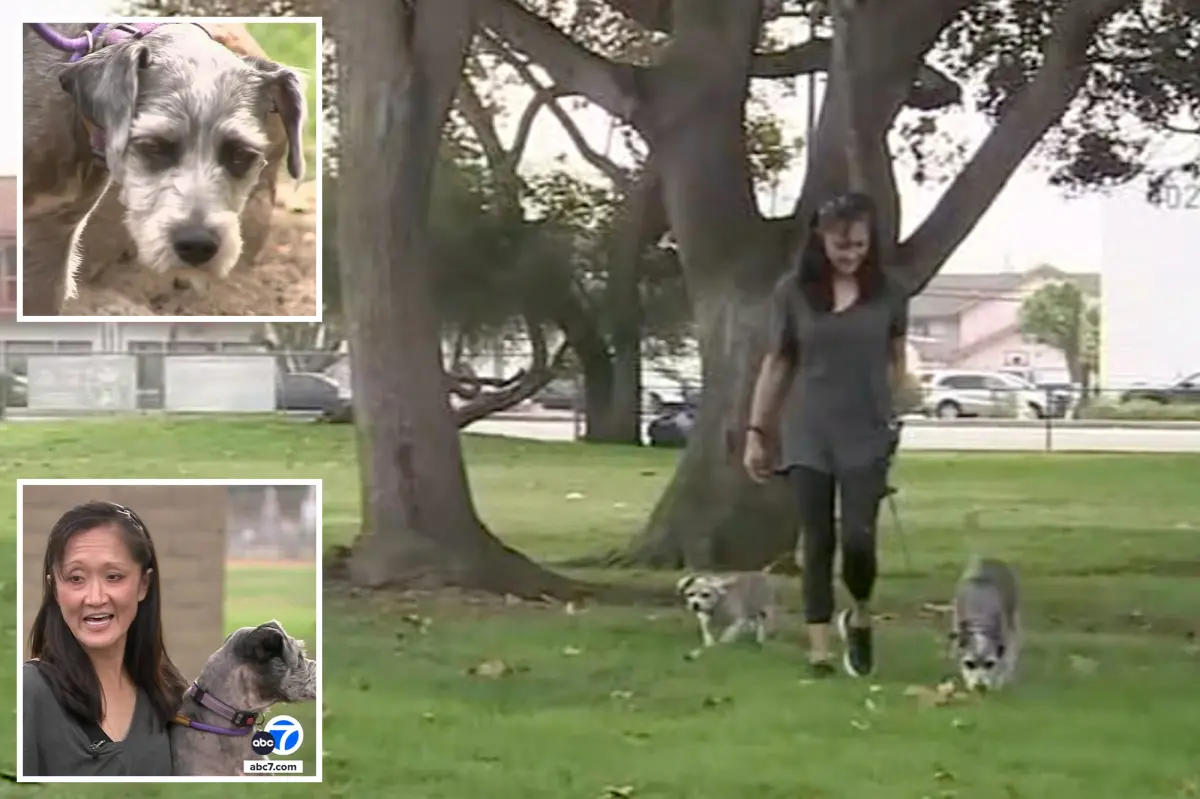 Dog taken to veterinarian after consuming methamphetamine while in the park