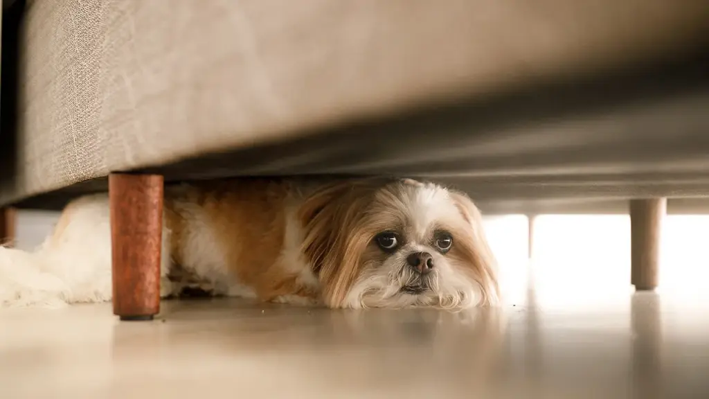 Dogs accidentally injure owner and cause house fire in Pennsylvania and North Carolina