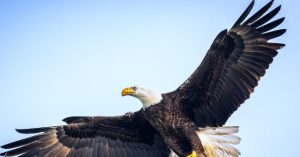 Eagle Drops Cat Through Driver's Windshield | TotalNEWS