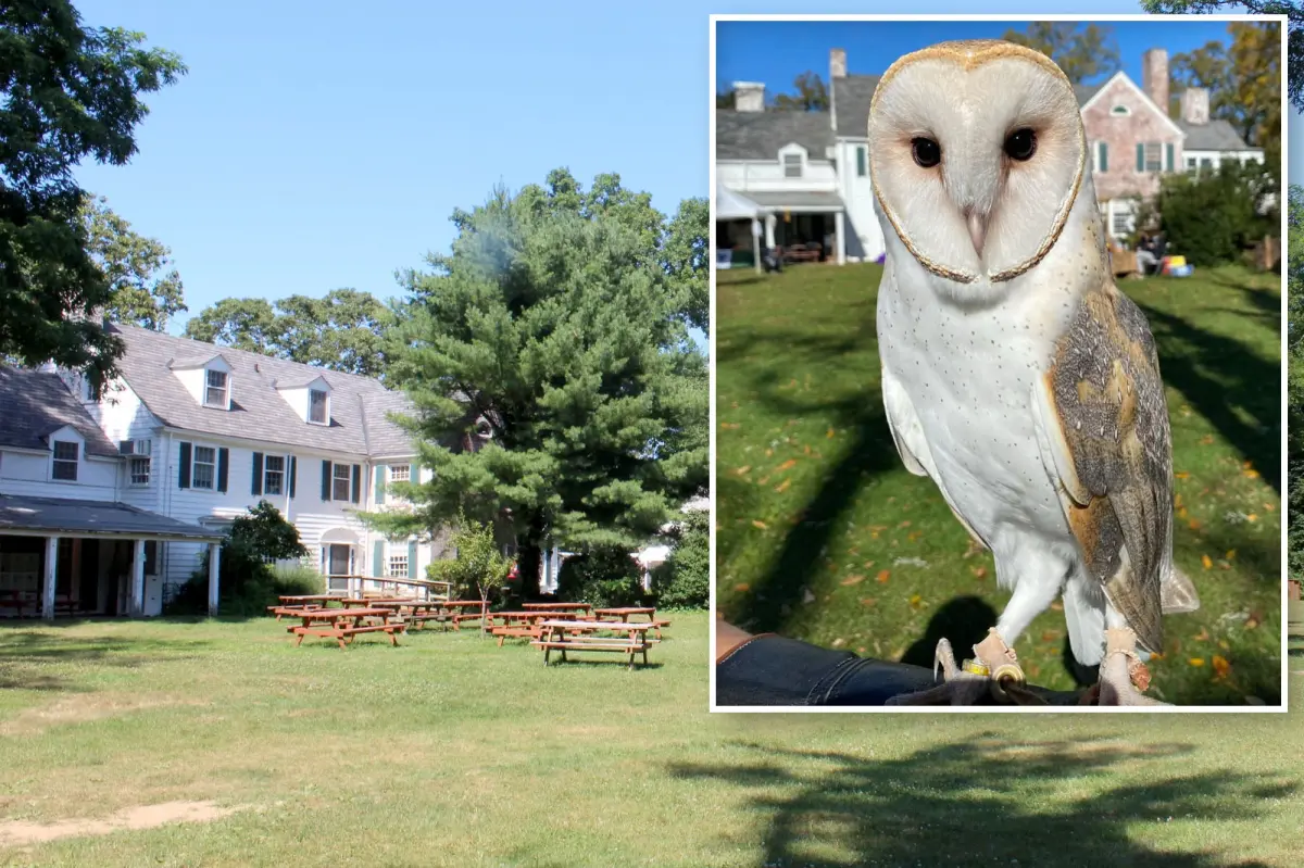 Efforts to find the Long Island barn owl that escaped are ongoing