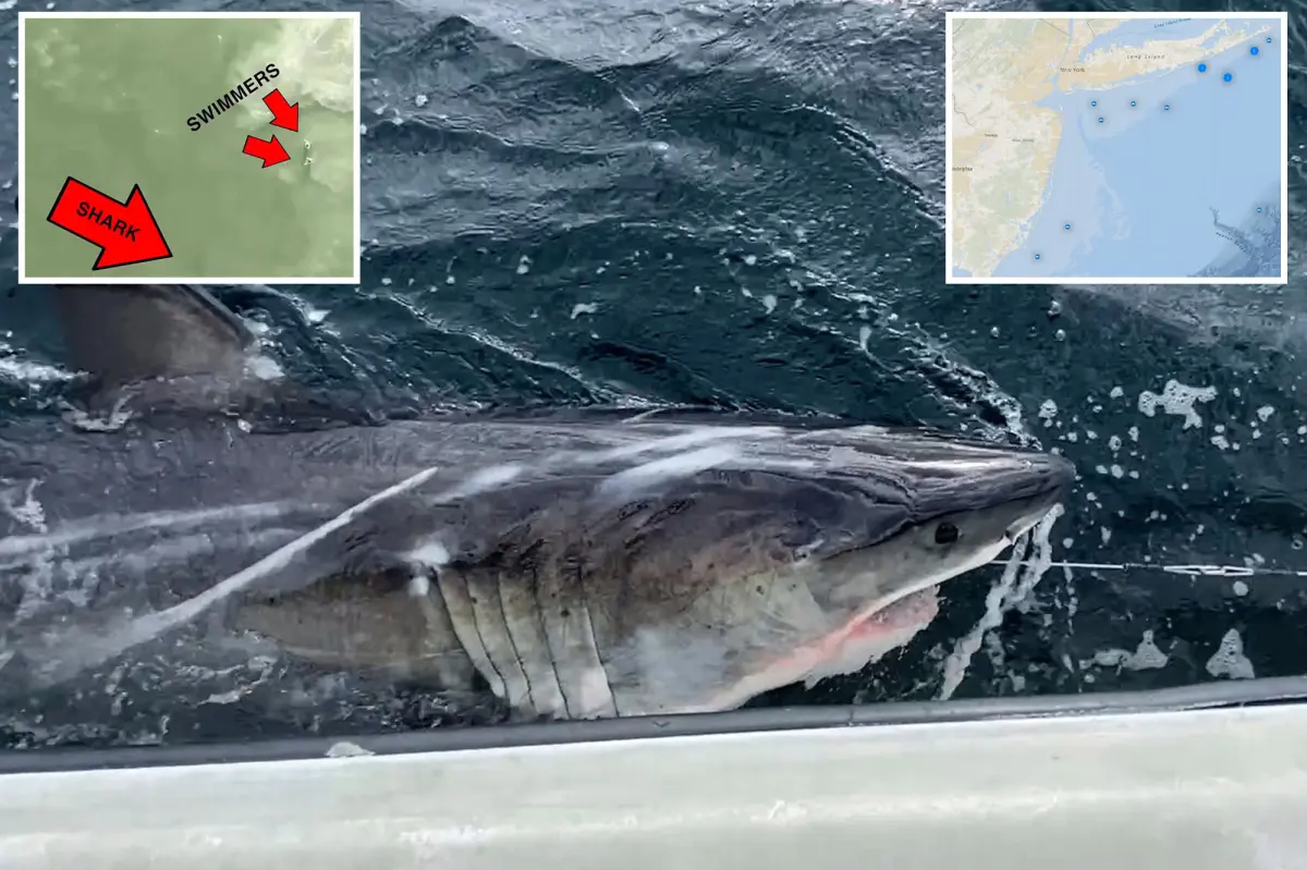 Experts say great white sharks flooded the waters of New York and New Jersey this summer due to a rise in their population.