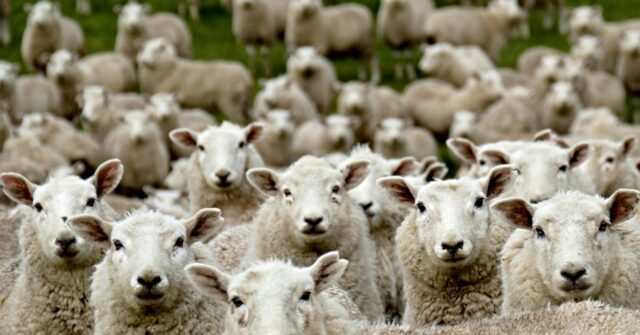 Fashion Designer Embraces 'Gay Sheep' Wool in NYC Debut