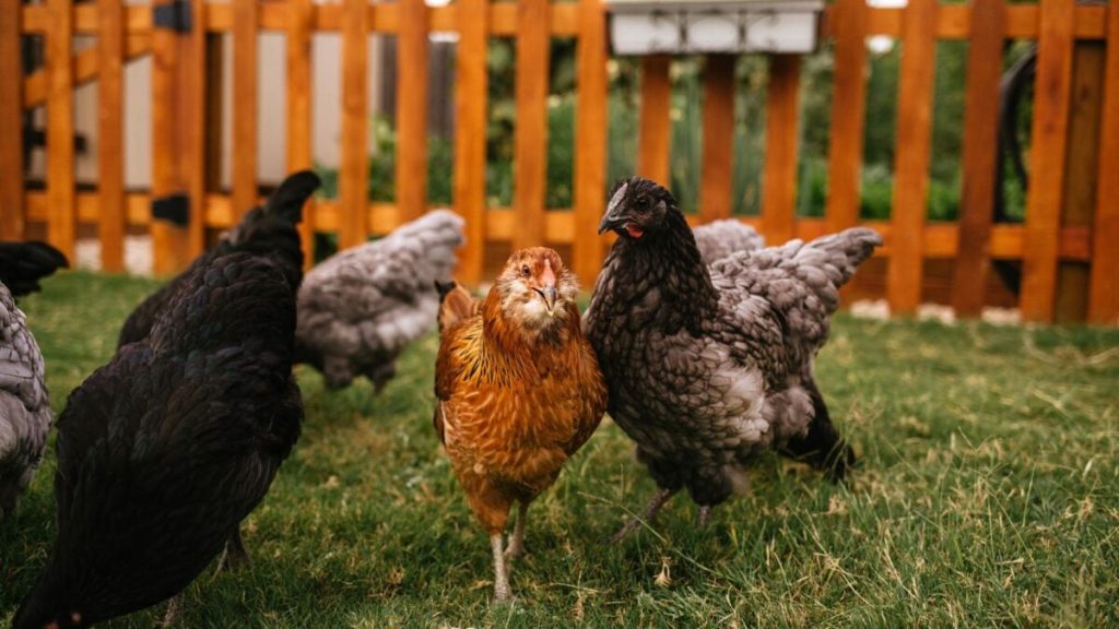First Human Case of H5N5 Bird Flu Discovered in Washington