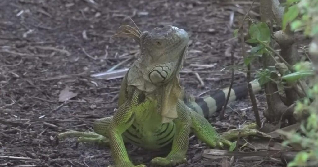 Florida father changes jobs after son contracts salmonella from iguana; health experts provide alert