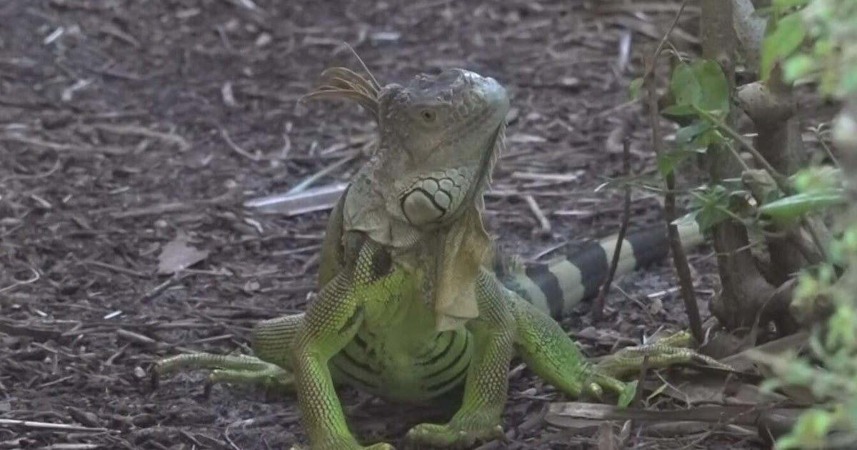 Florida father changes jobs after son contracts salmonella from iguana; health experts provide alert