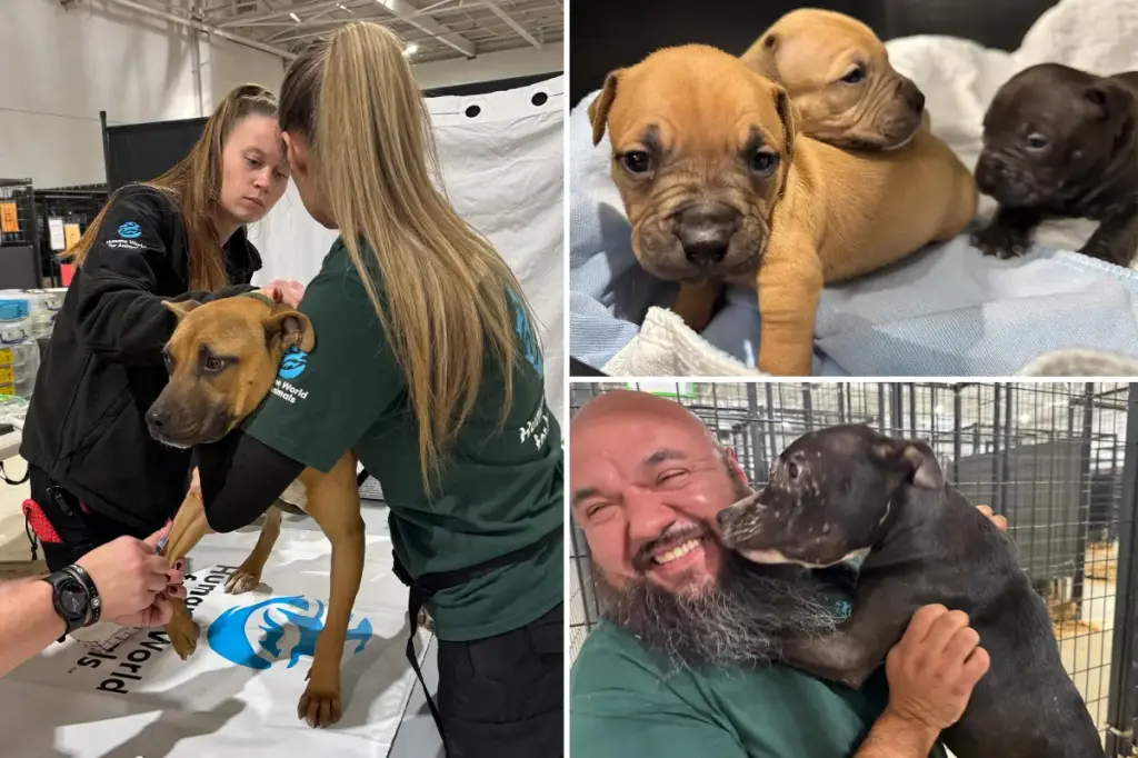 Forty-seven dogs tied to barrels saved from suspected dogfighting operations in South Carolina
