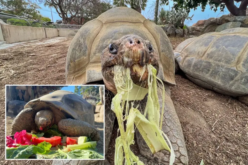 Gramma the Galapagos tortoise, the oldest resident of San Diego Zoo, passes away at around 141 years old.
