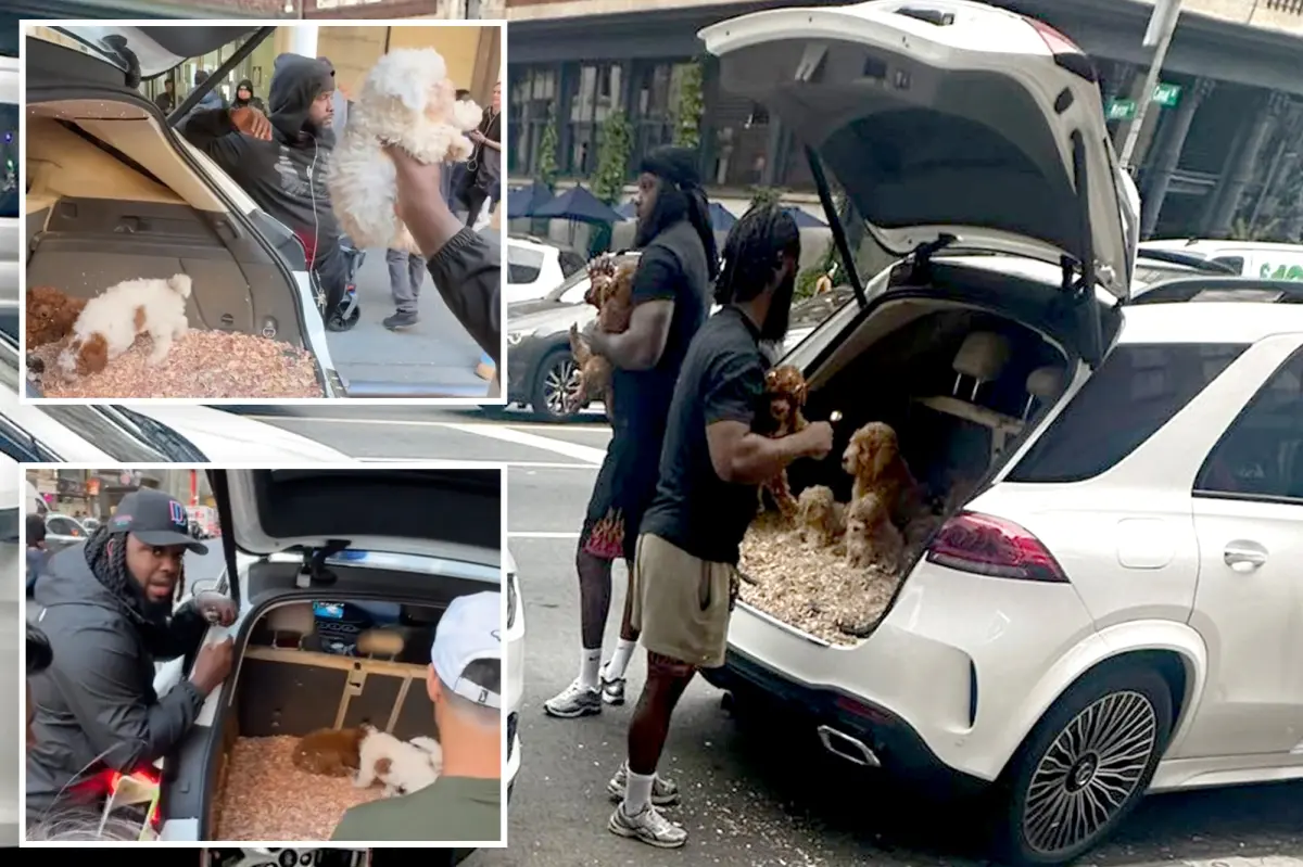 Illegal puppy sales happening in NYC from car trunks