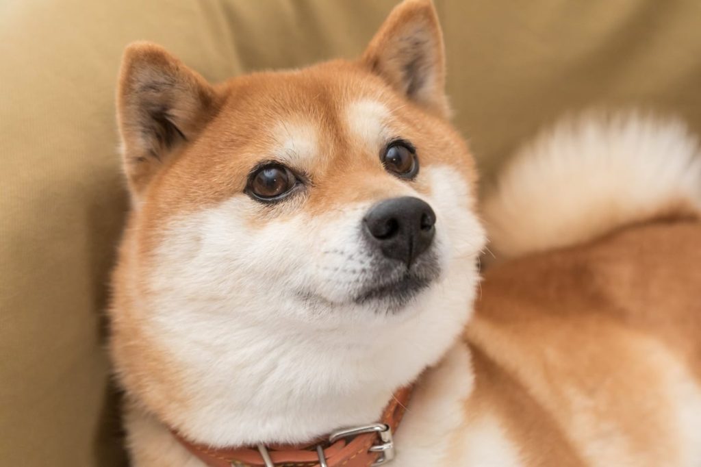 Is Dogecoin a Good Investment at This Time?