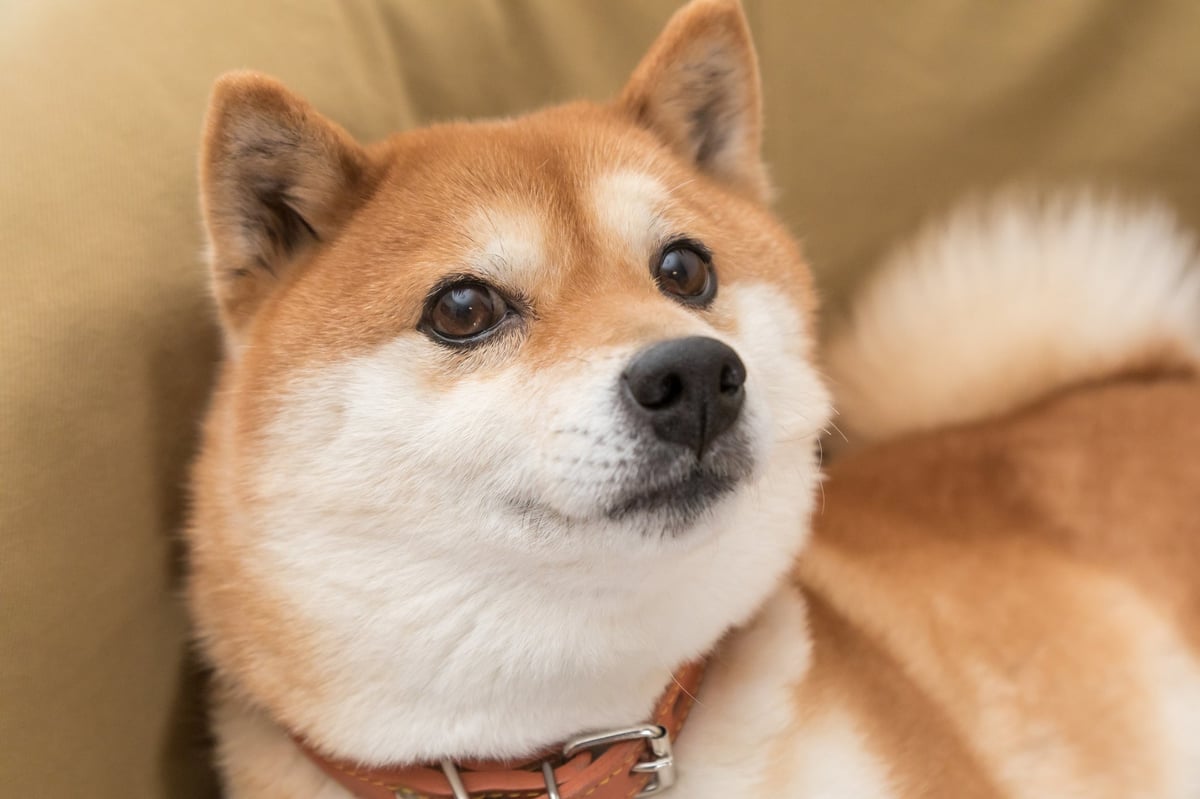 Is Dogecoin a Good Investment at This Time?