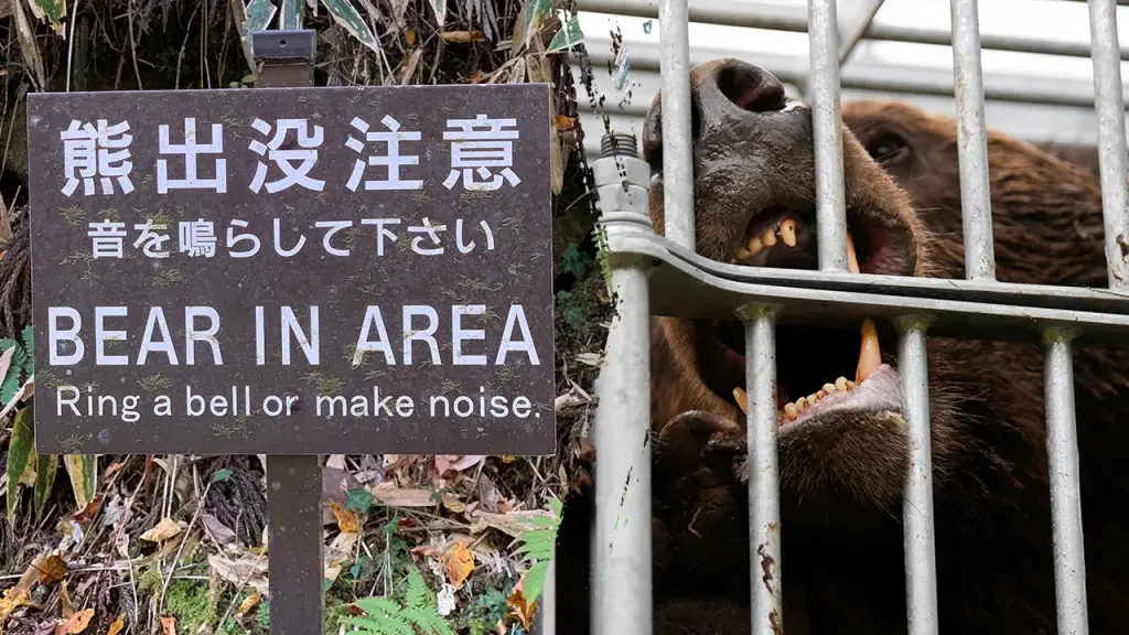 Japan experiences an unprecedented number of bear attacks, resulting in 10 fatalities and over 100 injuries this year.