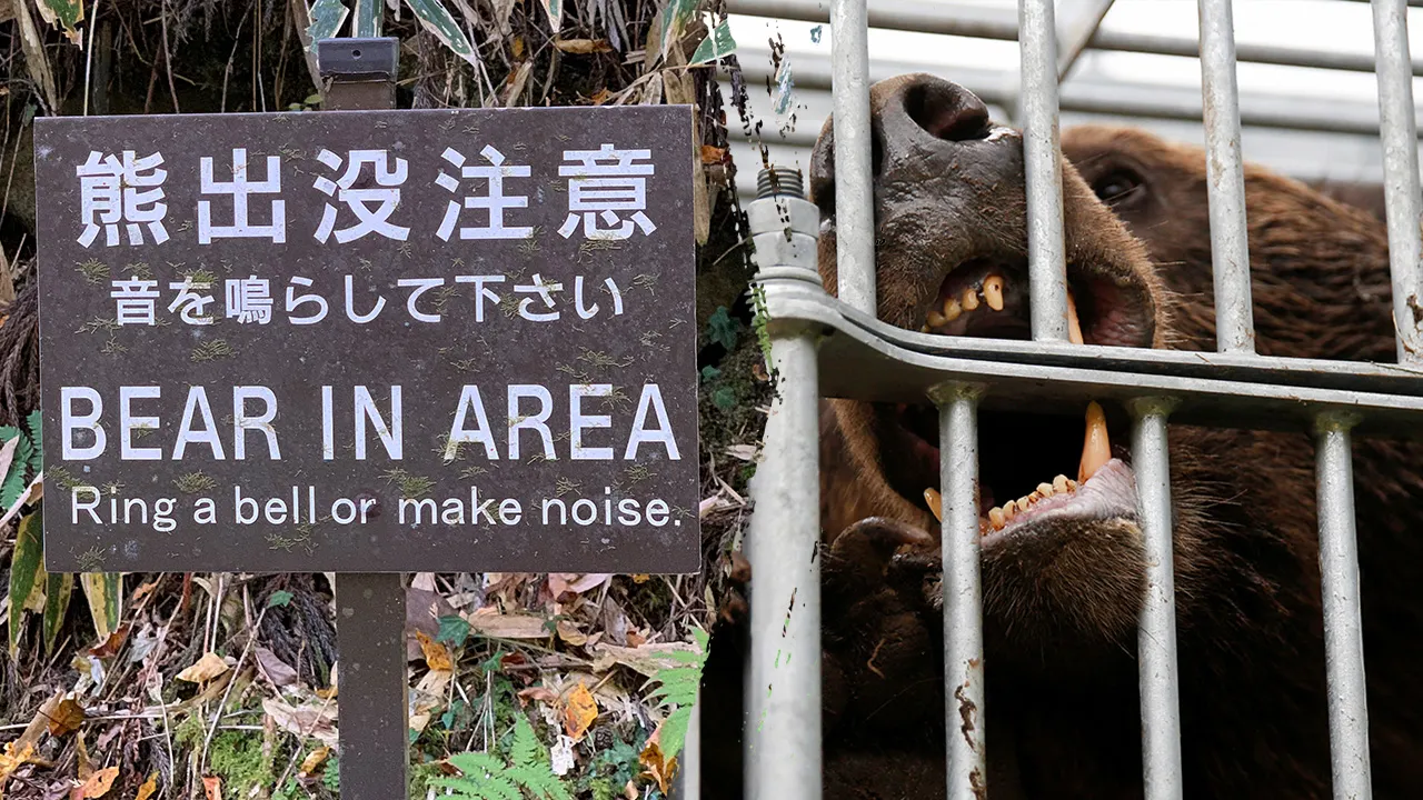 Japan experiences an unprecedented number of bear attacks, resulting in 10 fatalities and over 100 injuries this year.