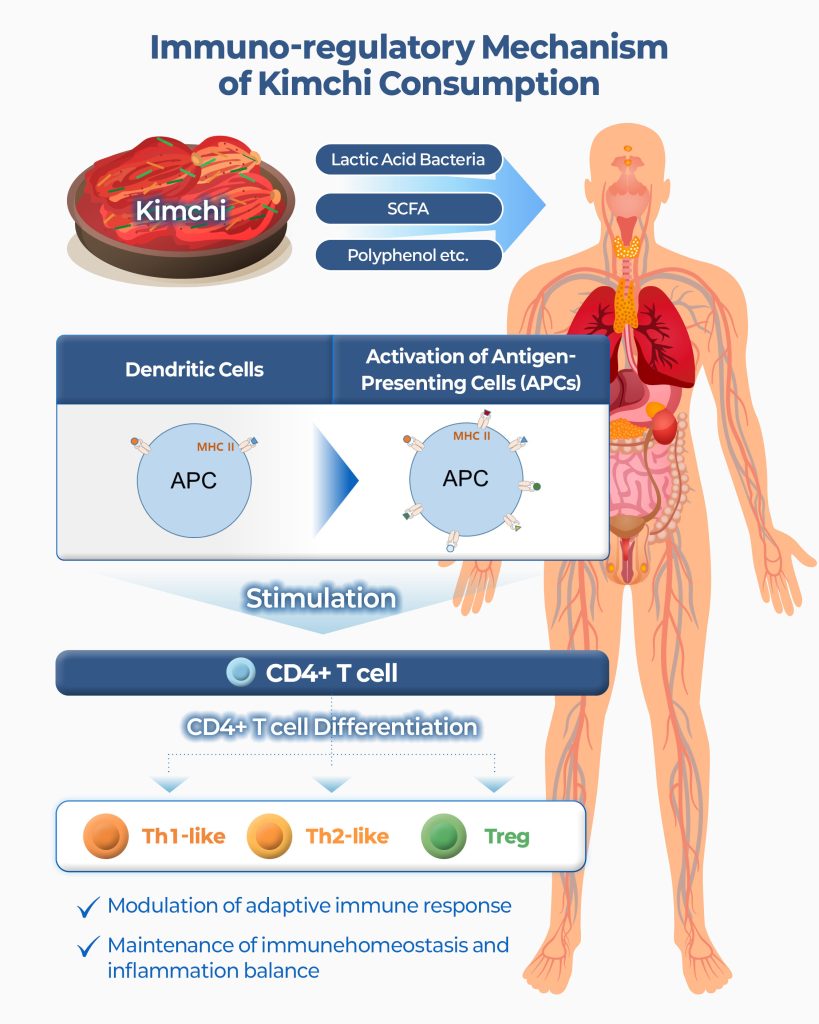 Kimchi serves as a 'precise regulator' for the immune system, according to a 12-week clinical trial.