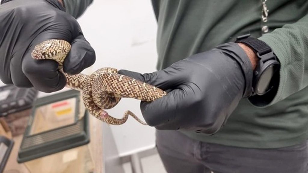Man apprehended for hiding 186 rare animals in suitcase at Tel Aviv airport, officials report